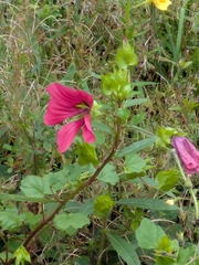 Malope trifida, photograph author not stated, no rights reserved