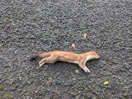Eurasian Stoat