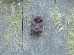 Tachycixius pilosus