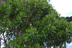 Escallonia paniculata