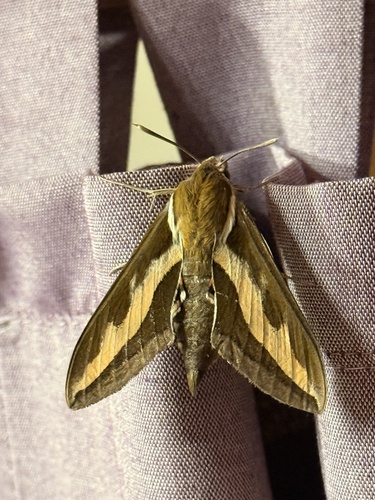 Bedstraw Hawkmoth