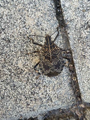 Yellow-spotted Stink Bug