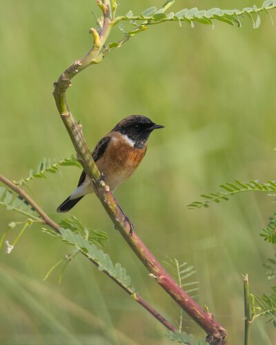 Siberian Stonechat
