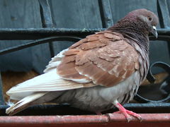 Columba livia domestica