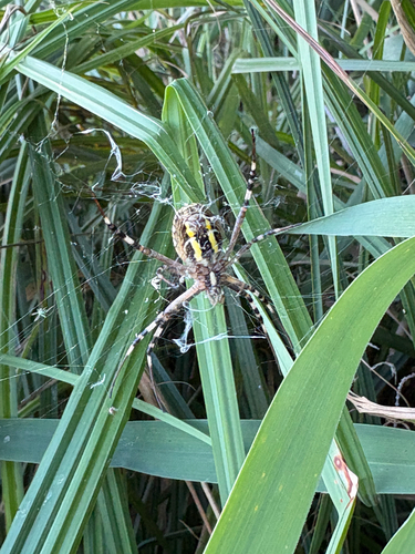 Wasp Spider