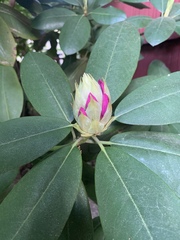 Rhododendron