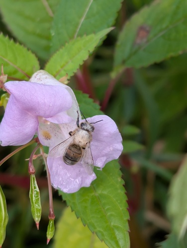 Western Honey Bee