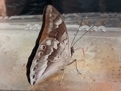 Archaeoprepona demophoon