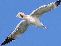 Larus michahellis