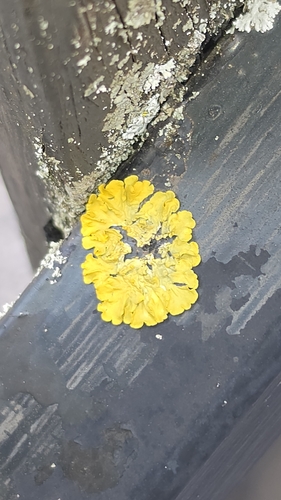 Common Sunburst Lichen