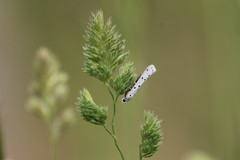 Myelois circumvoluta