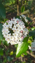 Viburnum carlesii