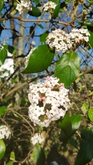 Viburnum carlesii