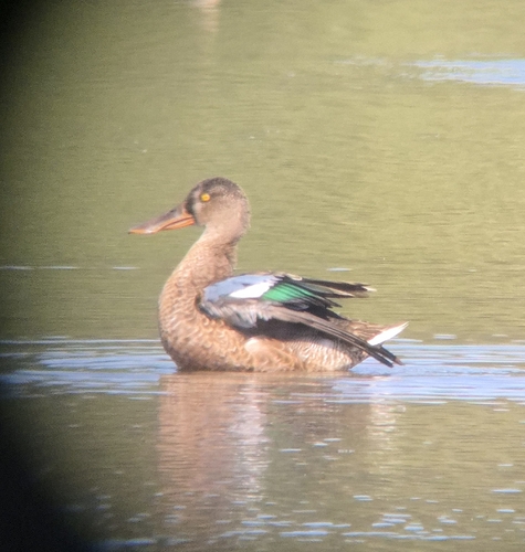 Northern Shoveler