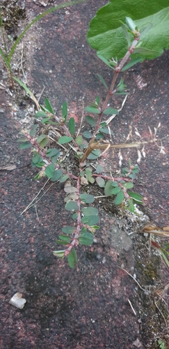 Spotted spurge