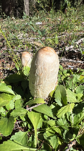 Shaggy Mane