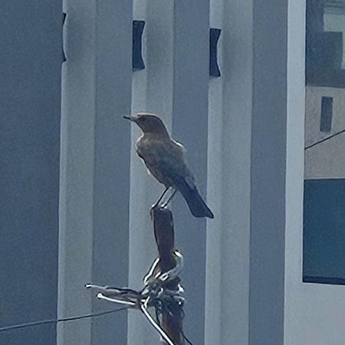 Brown Rock Chat