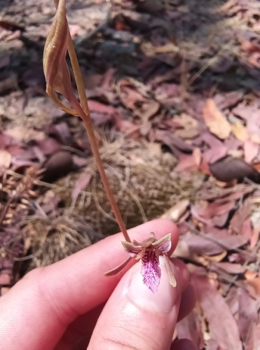 Eulophia katangensis