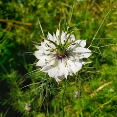 Nigella