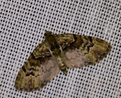 Chloroclystis conversa