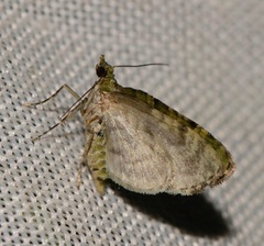 Chloroclystis conversa