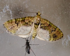 Chloroclystis conversa