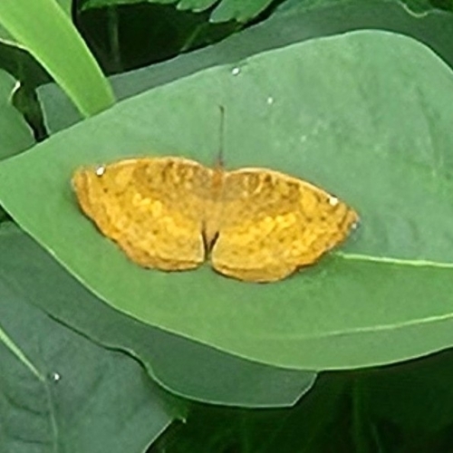 Common Castor Butterfly