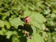 Rubus microphyllus