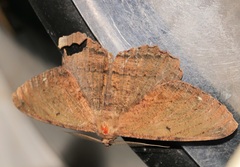 Chorodna creataria