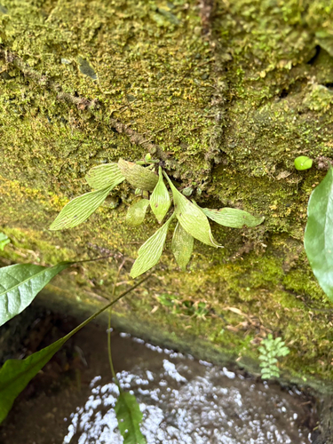 Antrophyum obovatum