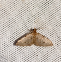 Chrioloba perpusilla