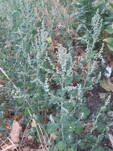 Grey Goosefoot