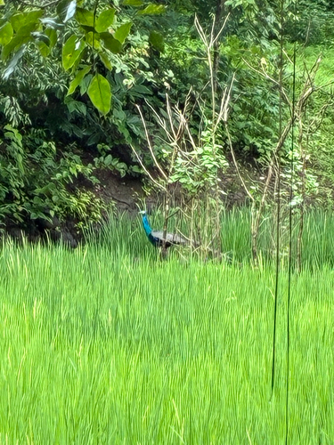 Indian Peafowl