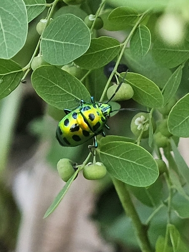 Lychee Shield Bug