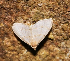 Chrioloba perpusilla