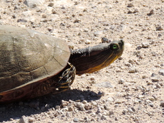 Trachemys ornata