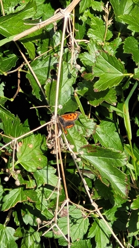 Small Copper