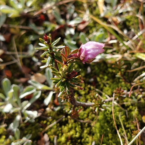 Blue Mountain-heath