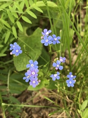 Brunnera