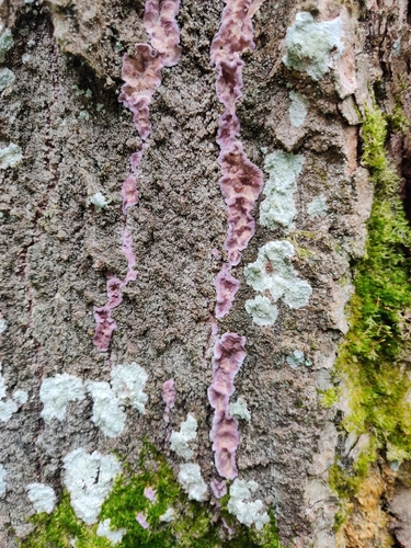 Silverleaf Fungus