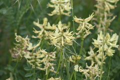 Astragalus adanus