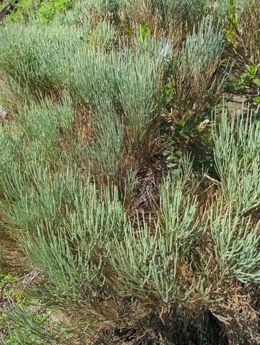 Cytisus oromediterraneus, photograph 3