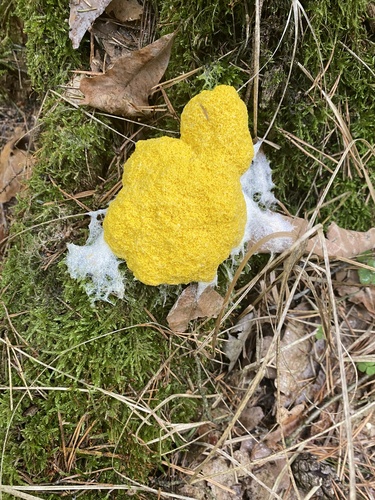 Dog Vomit Slime Mold