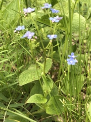 Brunnera