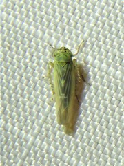 Macrosteles quadrilineatus