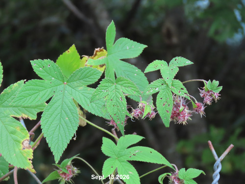 Japanese Hops