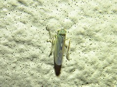 Macrosteles quadrilineatus