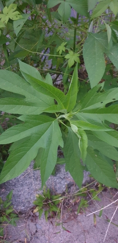 giant ragweed