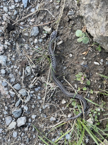 Adder