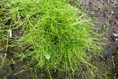 Schoenus maschalinus